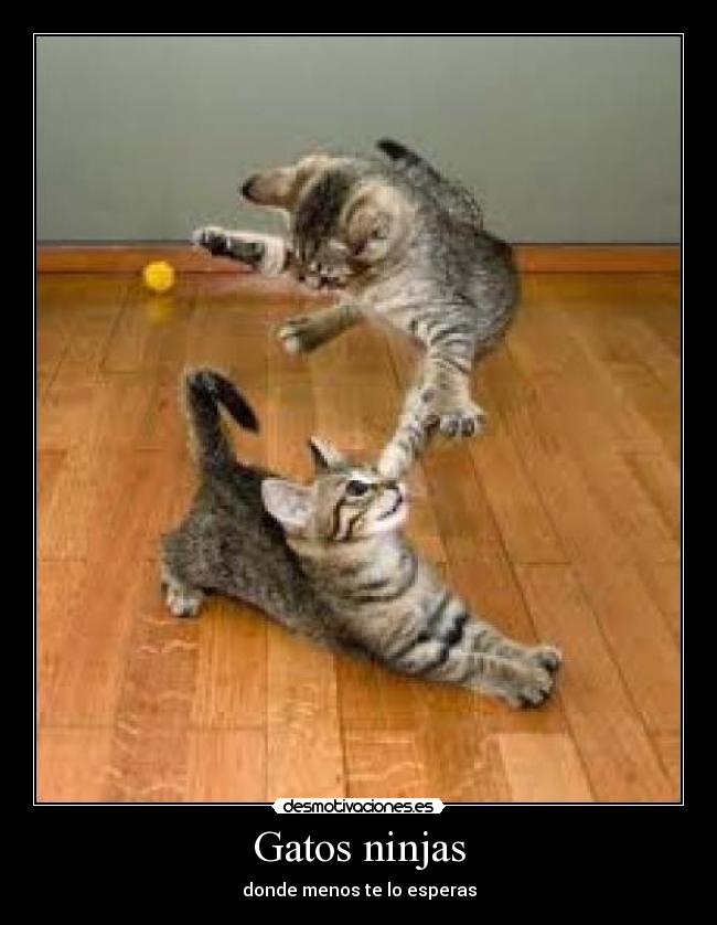 Gatos ninjas -