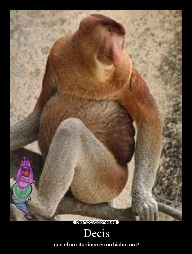 carteles bicho raro desmotivaciones