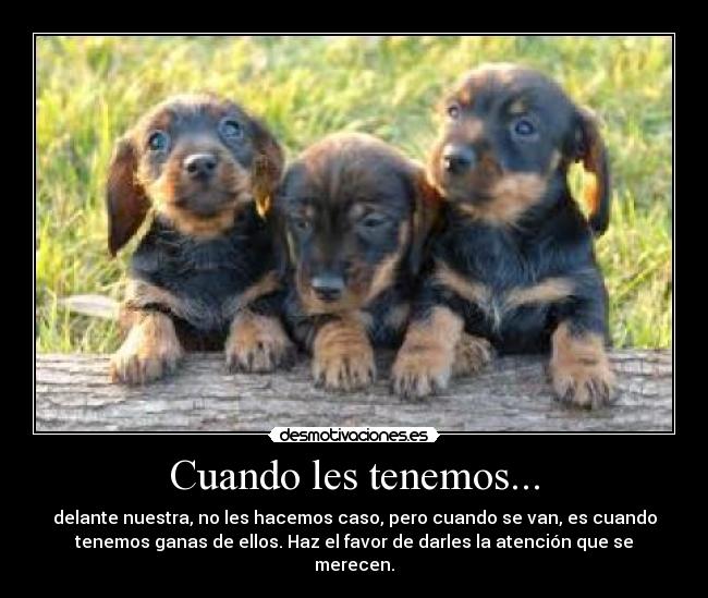 Cuando les tenemos... - delante nuestra, no les hacemos caso, pero cuando se van, es cuando
tenemos ganas de ellos. Haz el favor de darles la atención que se
merecen.