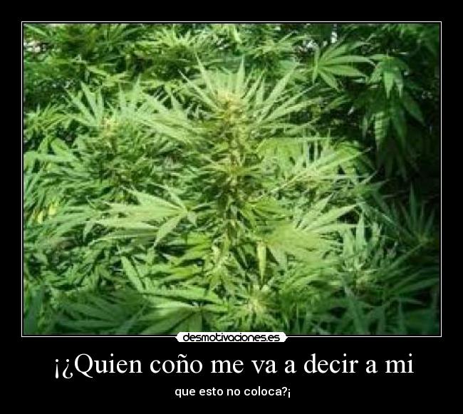 ¡¿Quien coño me va a decir a mi - que esto no coloca?¡