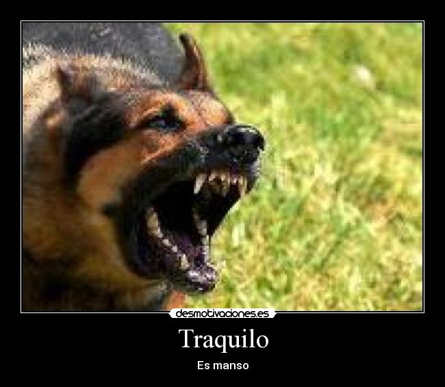 Traquilo - Es manso