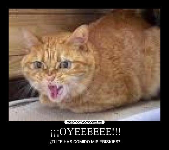 ¡¡¡OYEEEEEE!!! - ¡¿TU TE HAS COMIDO MIS FRISKIES?!