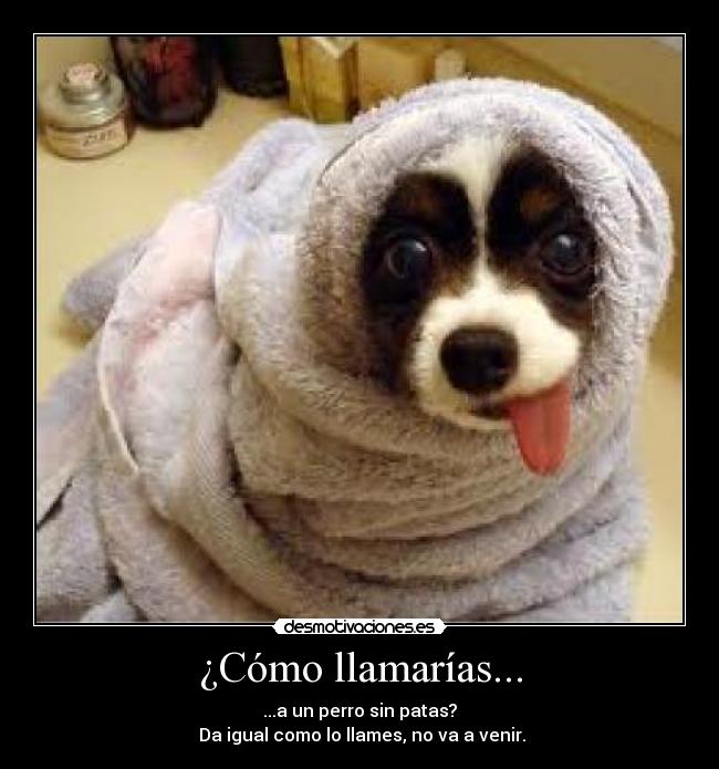 carteles perros desmotivaciones