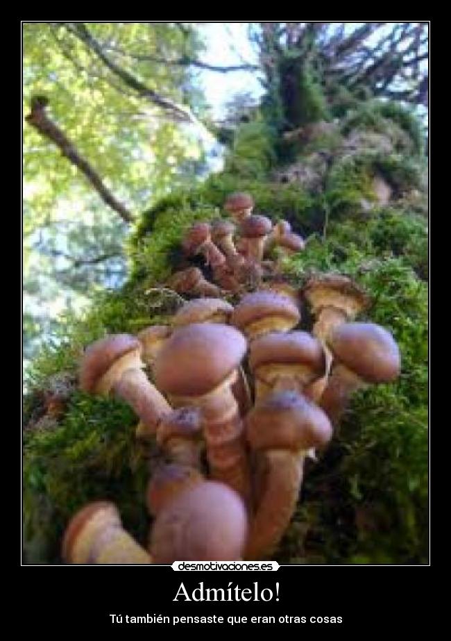 Admítelo! - 