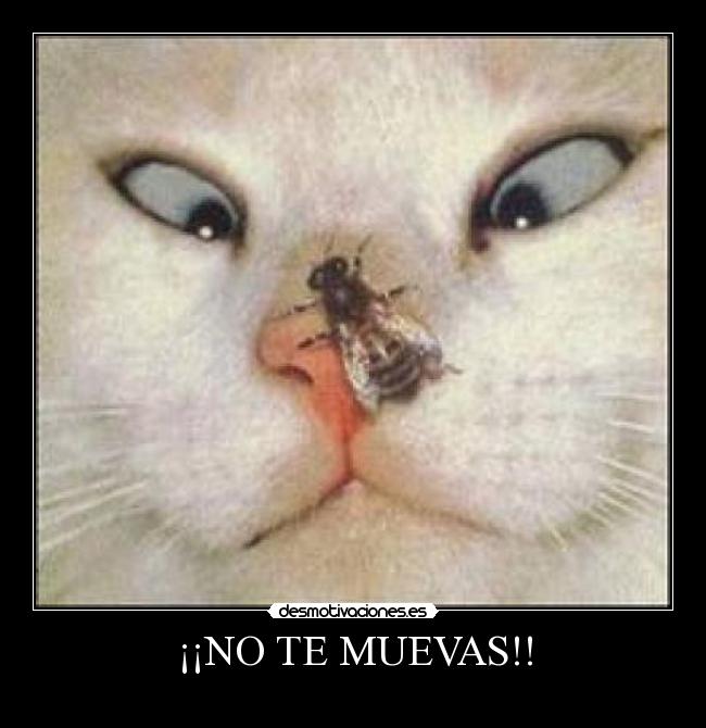 ¡¡NO TE MUEVAS!! - 