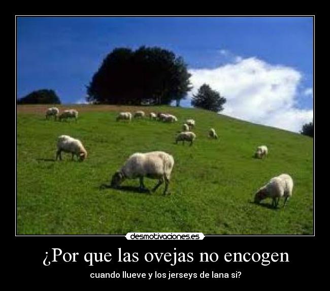 ¿Por que las ovejas no encogen - cuando llueve y los jerseys de lana si?