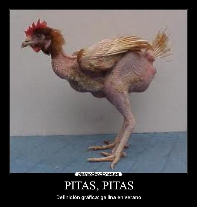 PITAS, PITAS - 