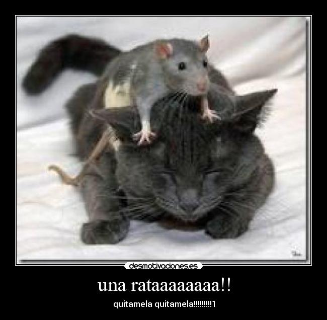 una rataaaaaaaa!! -