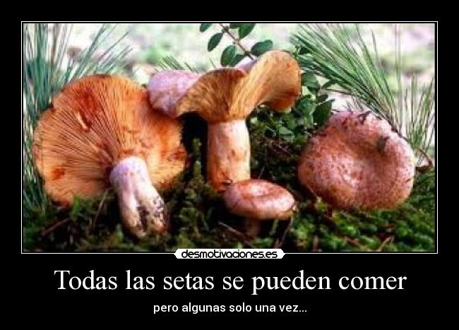 Todas las setas se pueden comer -
