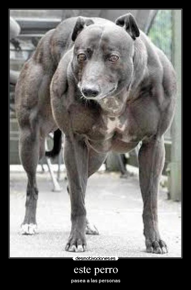 este perro - pasea a las personas