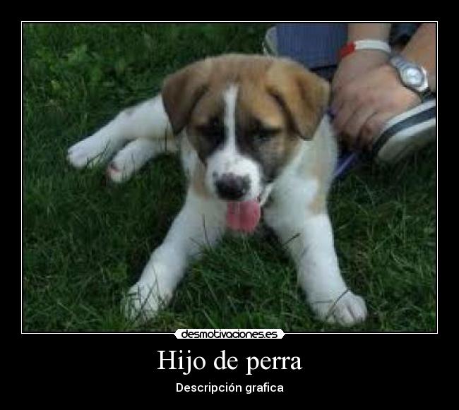 Hijo de perra - 