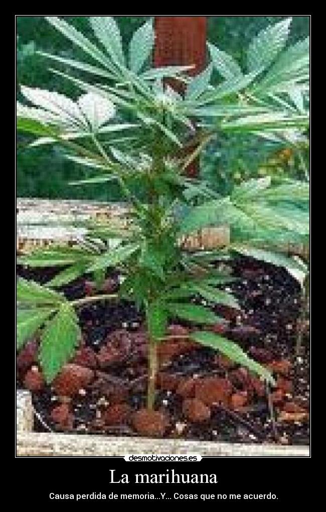 La marihuana - 