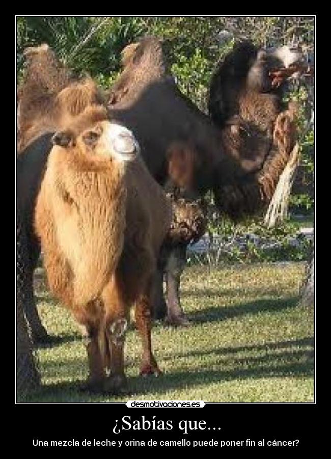 carteles sabias que desmotivaciones