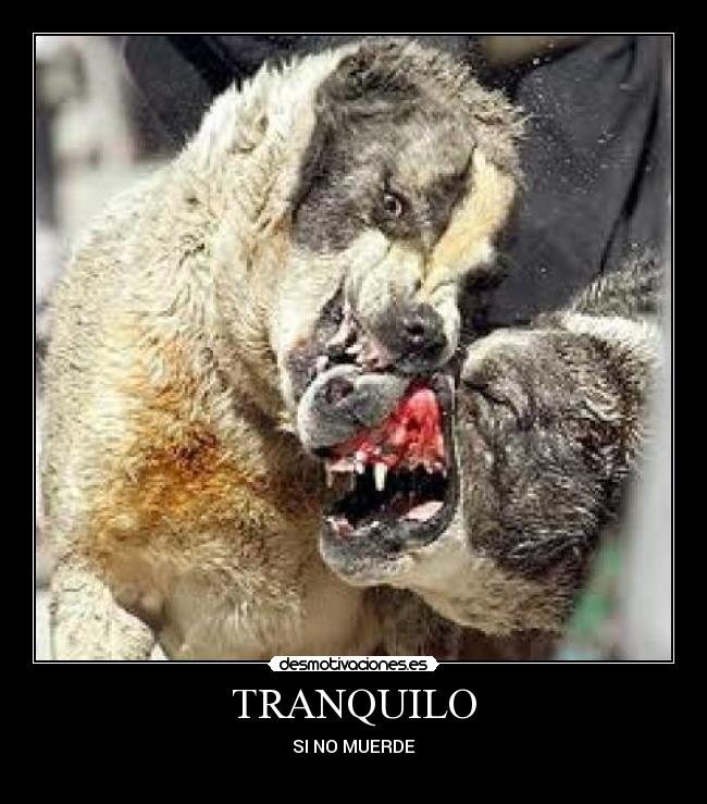TRANQUILO - SI NO MUERDE