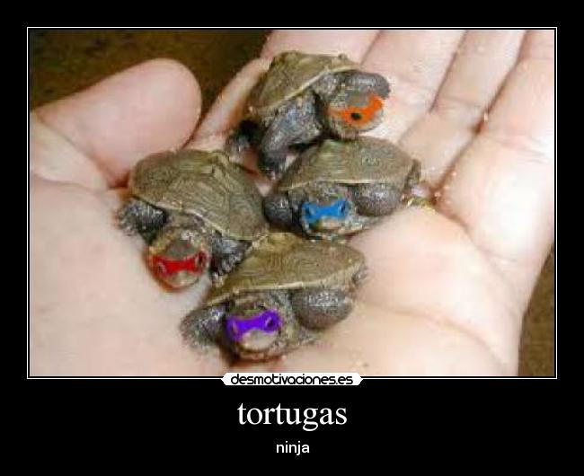 tortugas - ninja