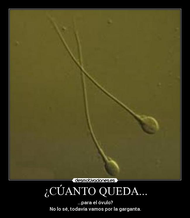 ¿CÚANTO QUEDA... - ...para el óvulo?
No lo sé, todavía vamos por la garganta.