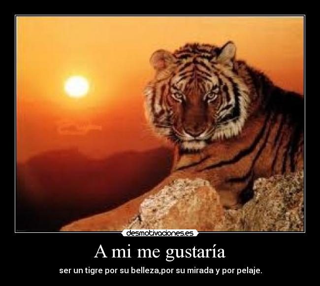 A mi me gustaría - ser un tigre por su belleza,por su mirada y por pelaje.