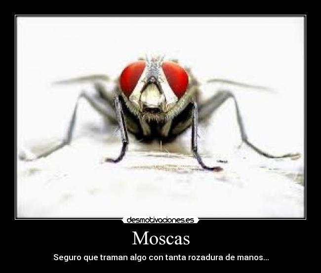 Moscas - 
