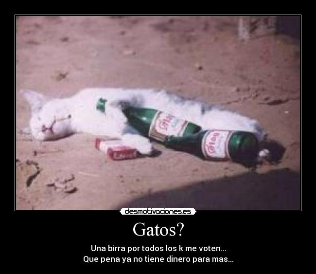 Gatos? - Una birra por todos los k me voten...
Que pena ya no tiene dinero para mas...