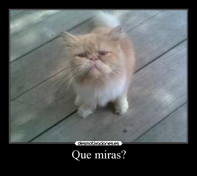 Que miras? - 