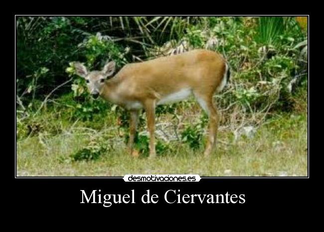 Miguel de Ciervantes - 