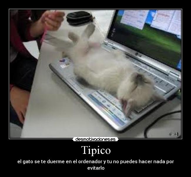 Tipico - el gato se te duerme en el ordenador y tu no puedes hacer nada por evitarlo