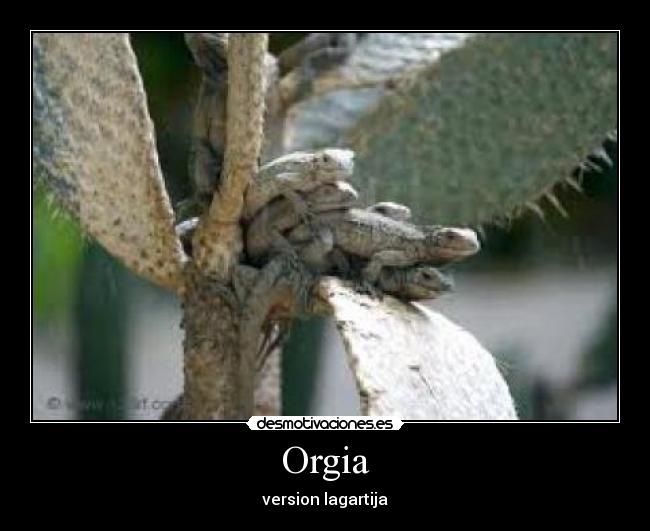 Orgia -