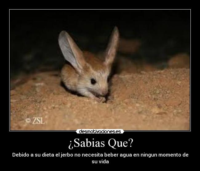 ¿Sabias Que? -