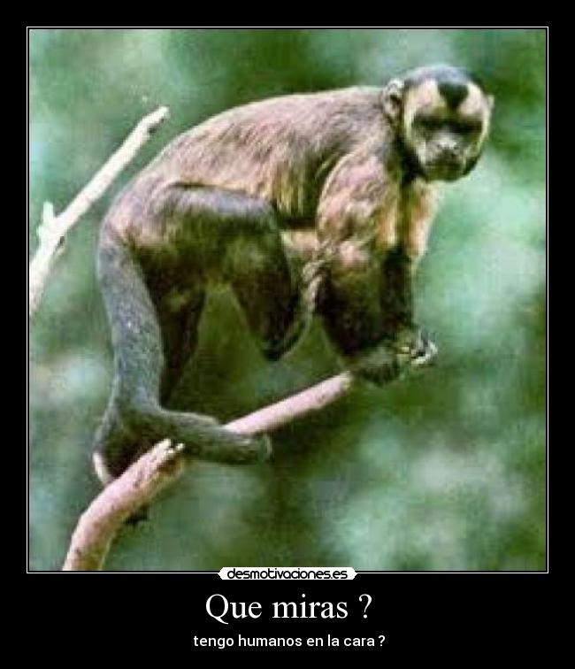 Que miras ? -  tengo humanos en la cara ?