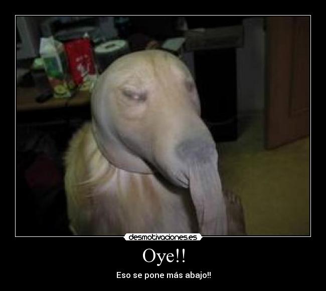 Oye!! - 