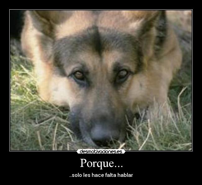 Porque... - ..solo les hace falta hablar