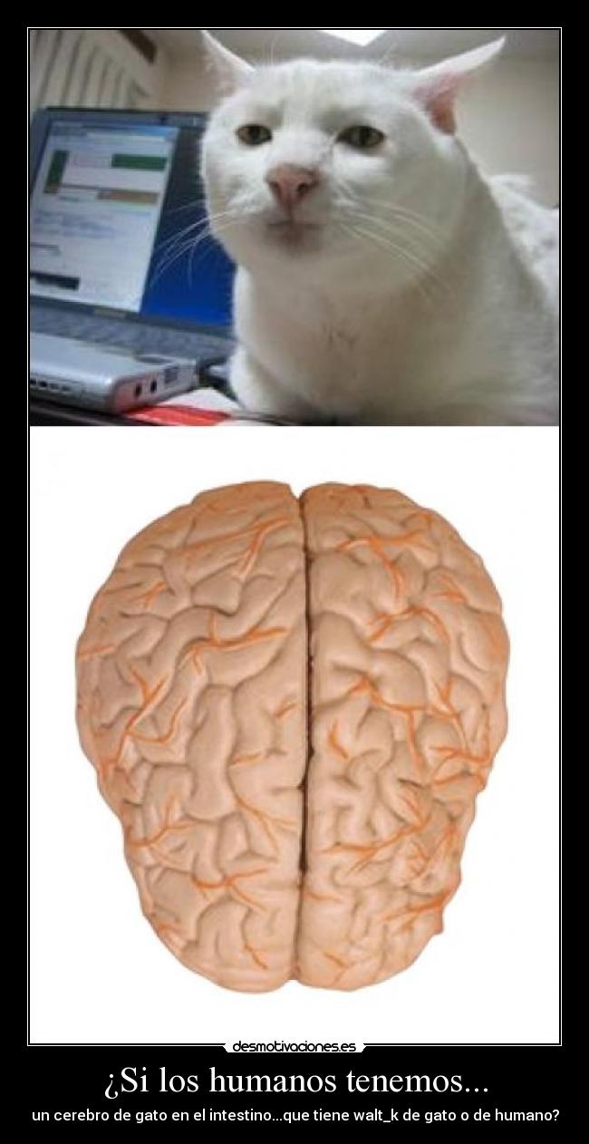 ¿Si los humanos tenemos... - un cerebro de gato en el intestino...que tiene walt_k de gato o de humano?