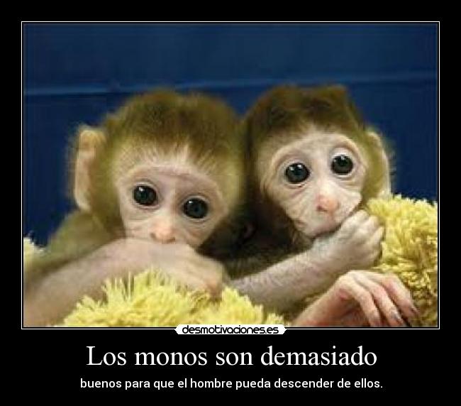 Los monos son demasiado - buenos para que el hombre pueda descender de ellos.