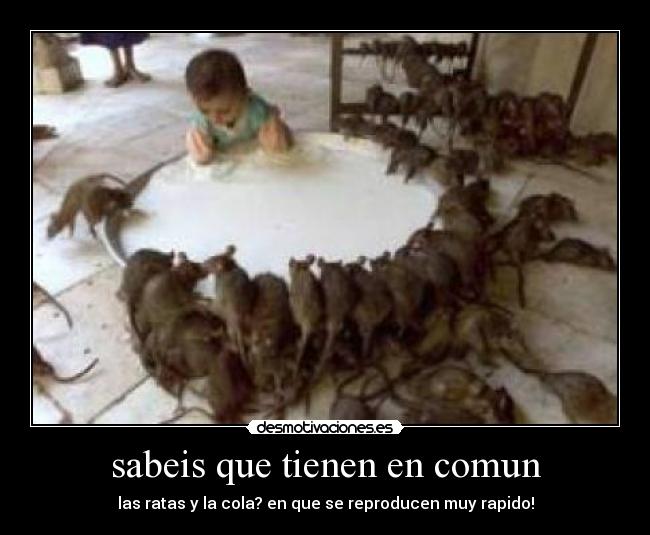 sabeis que tienen en comun - las ratas y la cola? en que se reproducen muy rapido!