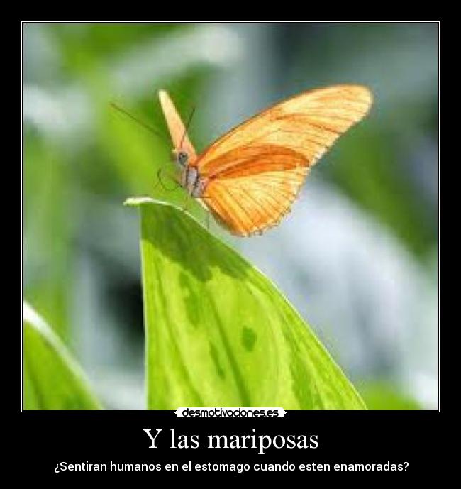 Y las mariposas - 