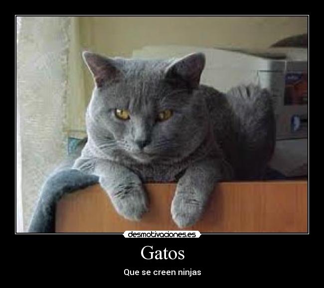 Gatos - 