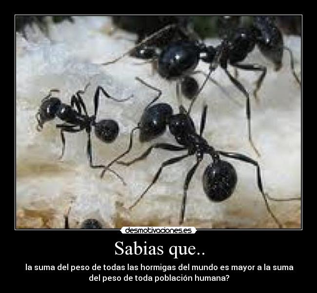 Sabias que.. -  la suma del peso de todas las hormigas del mundo es mayor a la suma
del peso de toda población humana?