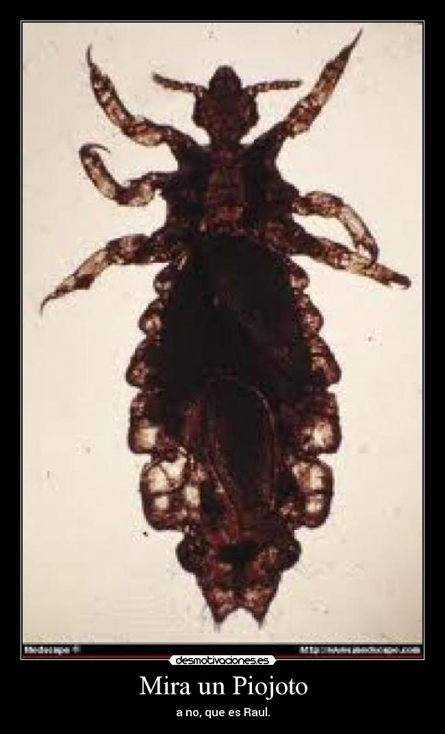 Mira un Piojoto -