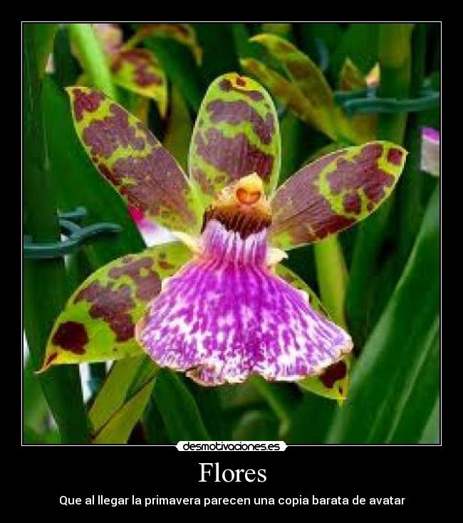 Flores -