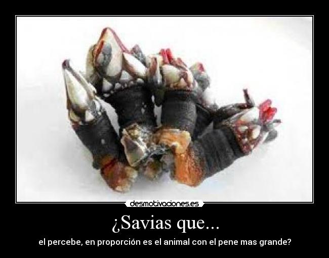¿Savias que... - el percebe, en proporción es el animal con el pene mas grande?