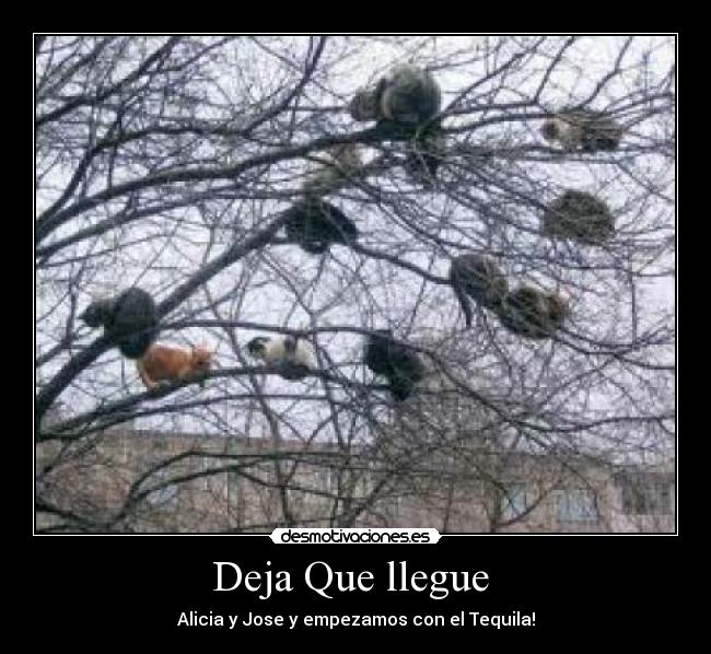 Deja Que llegue - Alicia y Jose y empezamos con el Tequila!