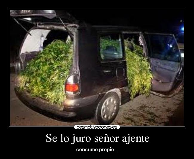 Se lo juro señor ajente - consumo propio....