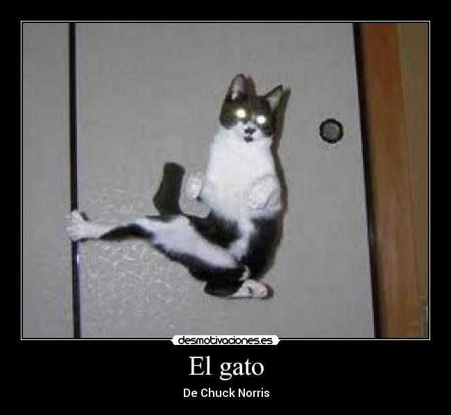 El gato -