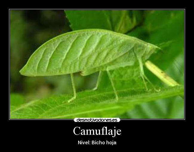 carteles camuflaje desmotivaciones