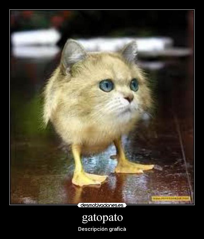 gatopato - Descripción graficà