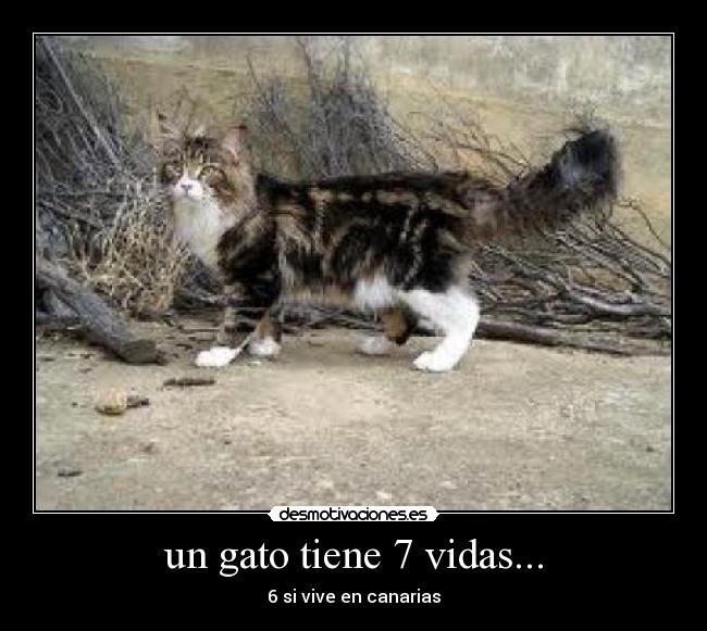 un gato tiene 7 vidas... - 6 si vive en canarias