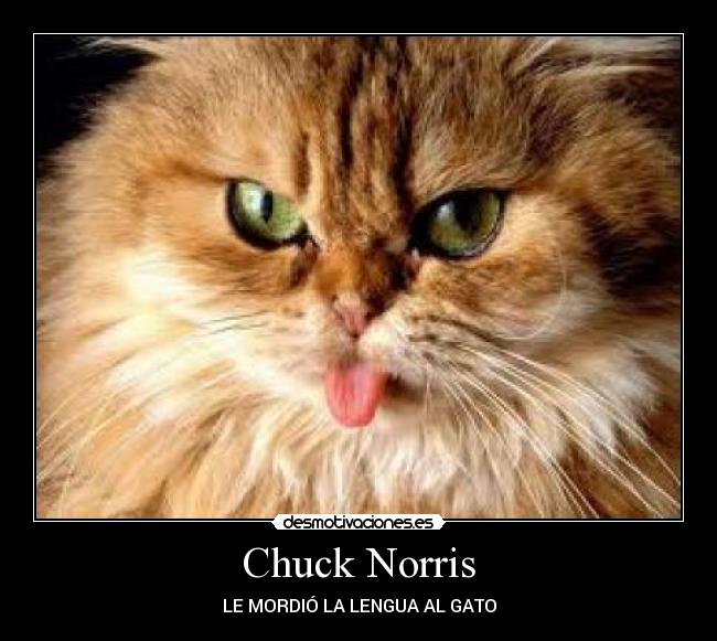 Chuck Norris - LE MORDIÓ LA LENGUA AL GATO