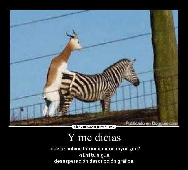 Y me dicias - -que te habías tatuado estas rayas ¿no?
-sí, sí tu sigue.
desesperación descripción gráfica.