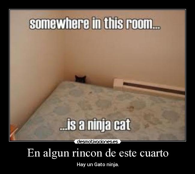 En algun rincon de este cuarto - Hay un Gato ninja.