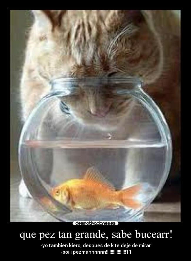 que pez tan grande, sabe bucearr! - -yo tambien kiero, despues de k te deje de mirar
-soiii pezmannnnnn!!!!!!!!!!!!!!!!!11